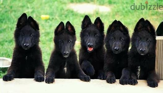 Loyal Royal Black German Shepherd Puppies Available/ dog كلاب