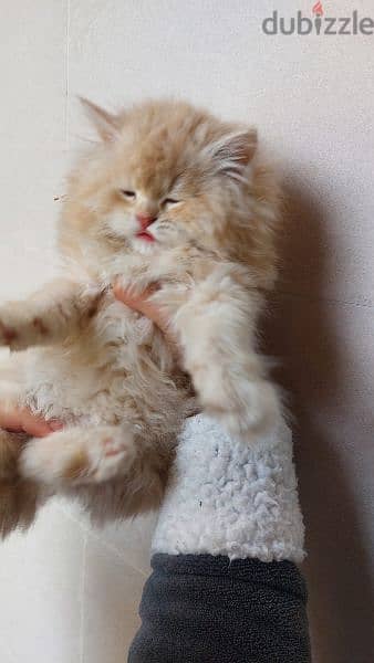 Persian Pure breed kitten