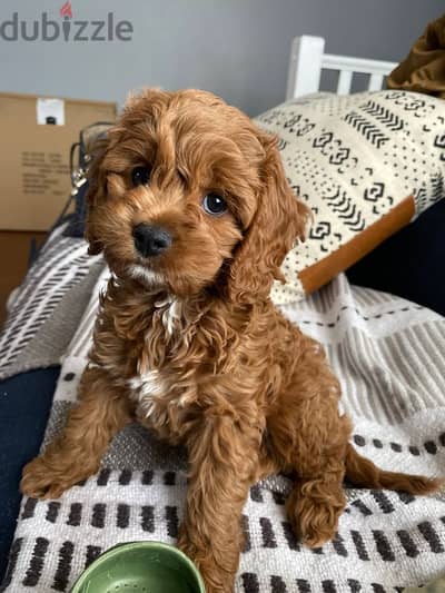 Perfect Small Cavapoo Puppies Available/Delivery/ dog كلاب