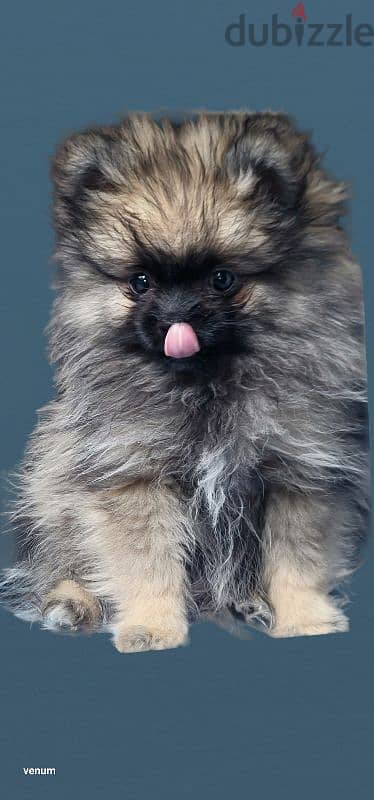 pomeranian teacup toy face