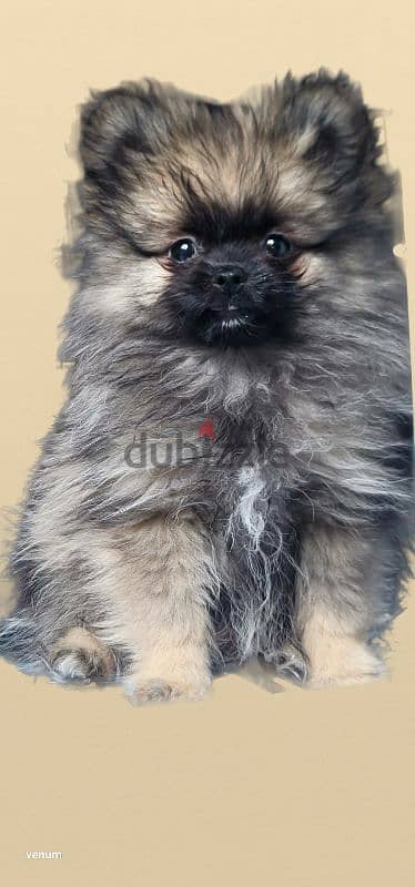 pomeranian teacup toy face