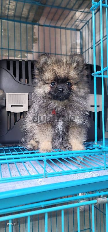 pomeranian teacup toy face 4