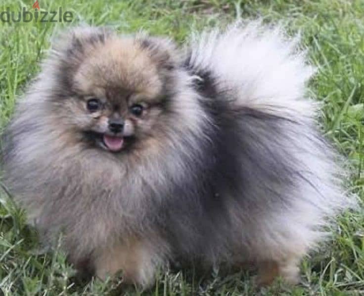 pomeranian teacup toy face 7