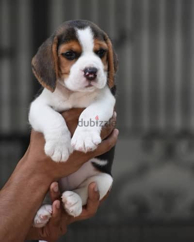 Beagle Puppy Imported