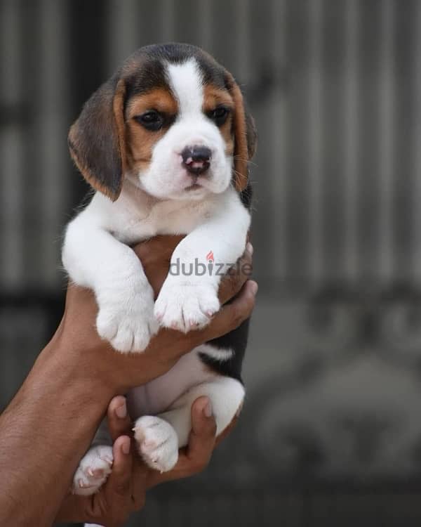 Beagle Puppy Imported 0