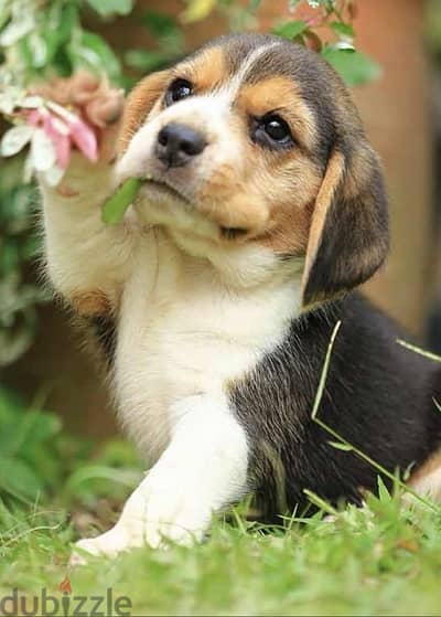 Imported Beagle Puppy Delivery