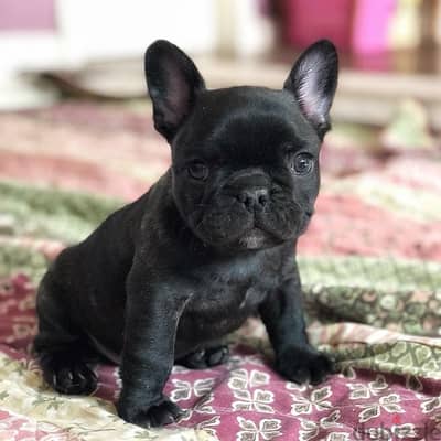 French Bulldog frenchie Black puppy imported