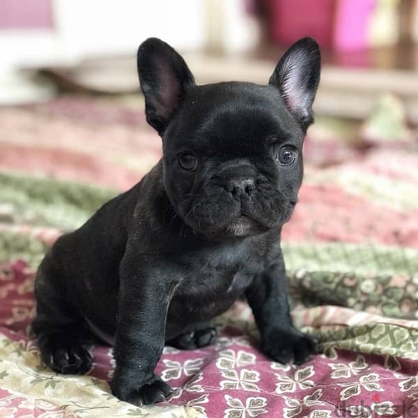 French Bulldog frenchie Black puppy imported 0