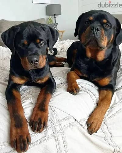 Majestic Rottweiler Puppies Available/ dog كلاب