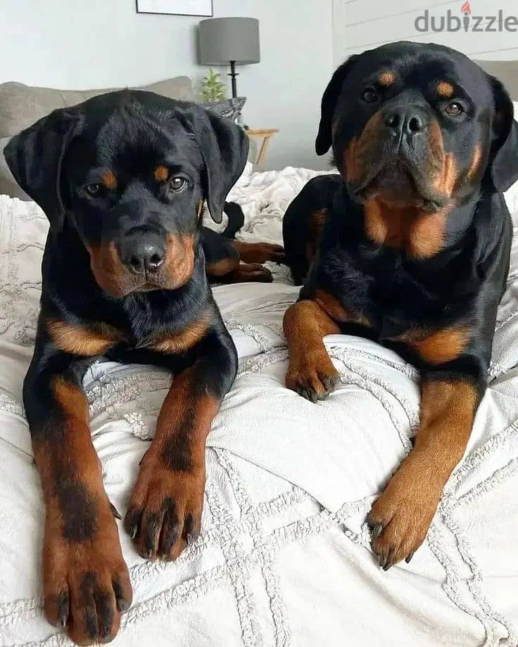 Majestic Rottweiler Puppies Available/ dog كلاب 0