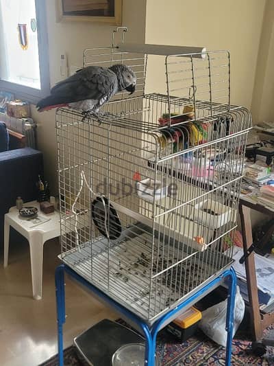 Friendly Tamed Casco African Grey Parrot ببغاء كاسكو اليف