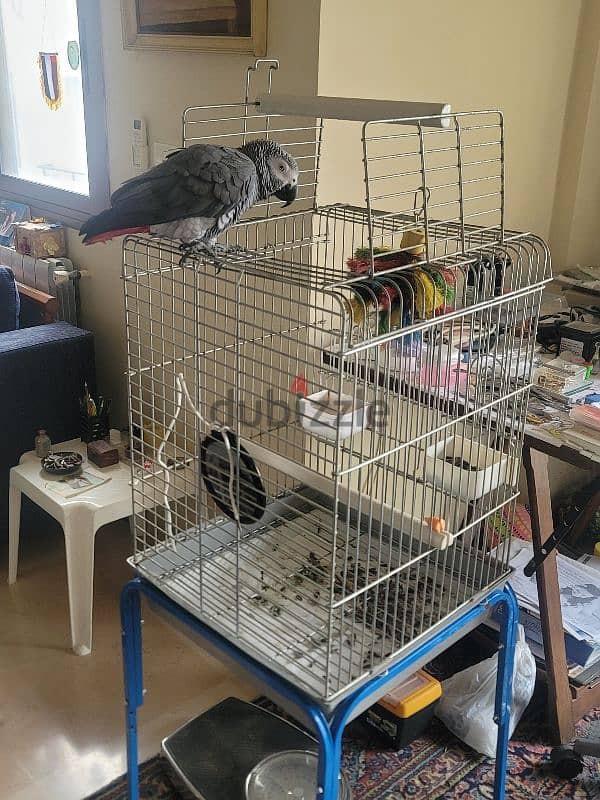 Friendly Tamed Casco African Grey Parrot ببغاء كاسكو اليف 0