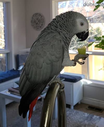 Friendly Tamed Casco African Grey Parrot ببغاء كاسكو اليف