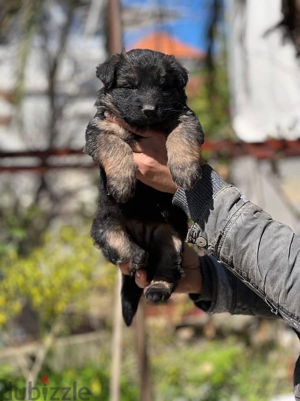 German shepherd high quality 0