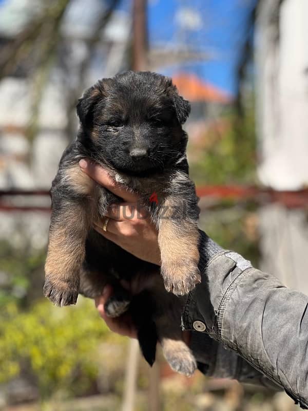 German shepherd high quality 1