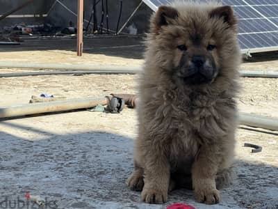 4-Month-Old Chow Chow Puppy for Sale – Purebred & Healthy