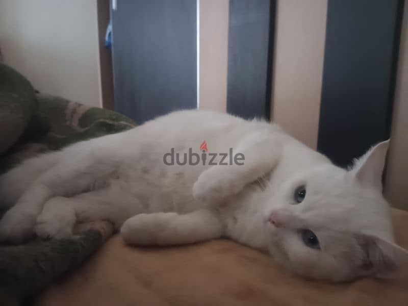 Turkish Angora 1