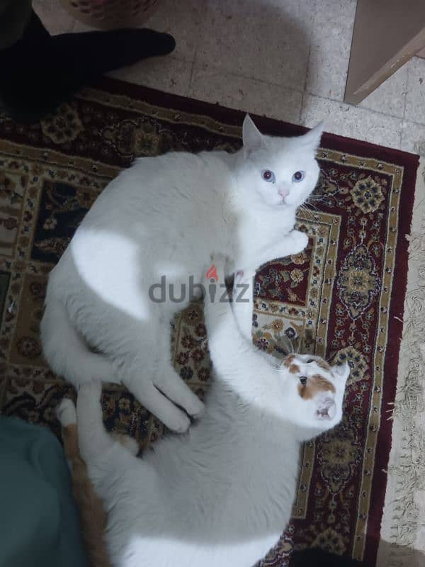 Turkish Angora 2