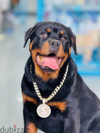 Majestical Rottweiler puppy pure breed /Dog Delivery / كلاب كلب جرو