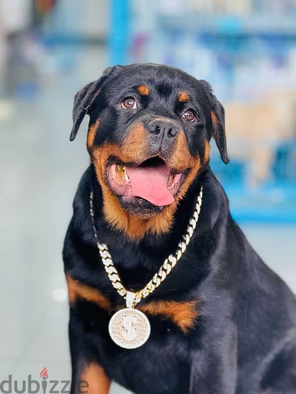 Majestical Rottweiler puppy pure breed /Dog Delivery / كلاب كلب جرو 0