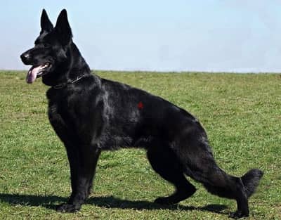 Smart & protective Royal Black German Shepherd puppy quality Dog كلب