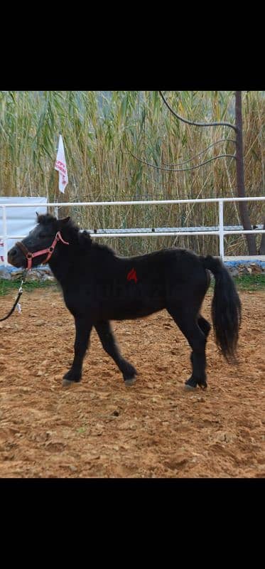 pony for sale