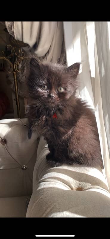 brown persian kitten