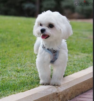 Mini bichon maltaise