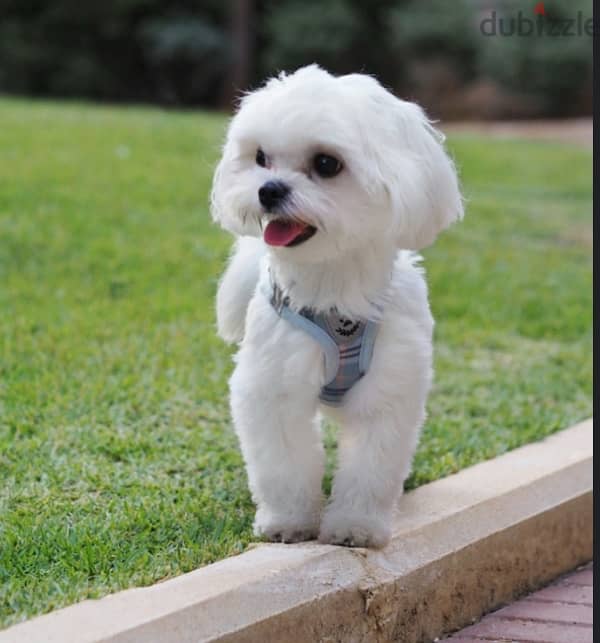 Mini bichon maltaise 0