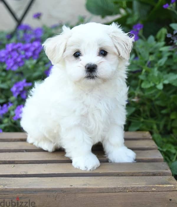 Mini bichon maltaise 1