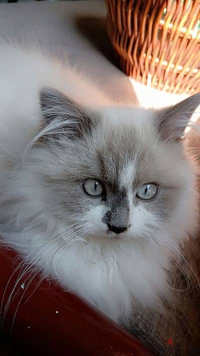 3 months pure Ragdoll kitten