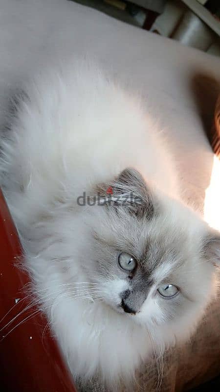 3 months pure Ragdoll kitten 1