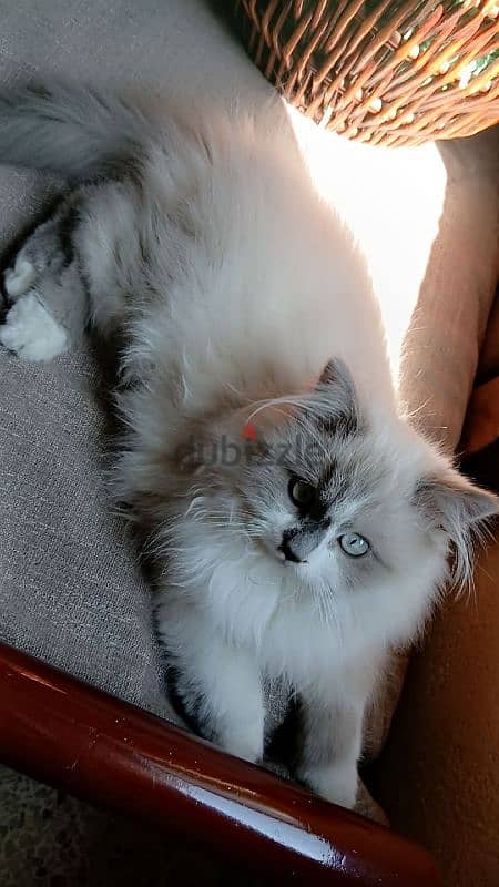 3 months pure Ragdoll kitten 2