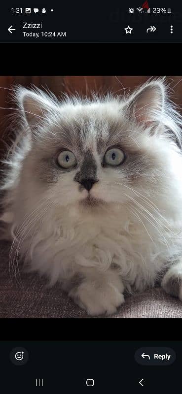 3 months pure Ragdoll kitten 3