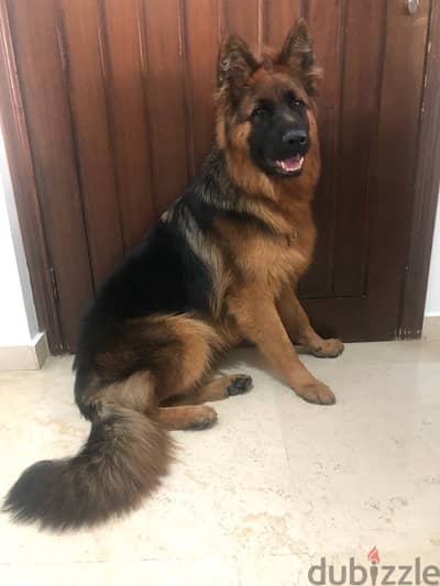 German Shepherd Puppy Male 10 months