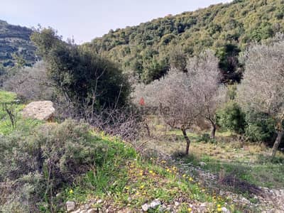 Land 4 Sale in Bejdarfel (6244 sqm) -Batroun |  أرض بجدارفل - البترون