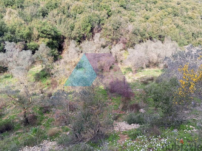 Land 4 Sale in Bejdarfel (6244 sqm) -Batroun |  أرض بجدارفل - البترون 3