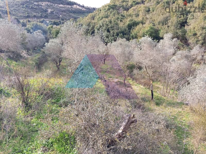 Land 4 Sale in Bejdarfel (6244 sqm) -Batroun |  أرض بجدارفل - البترون 5