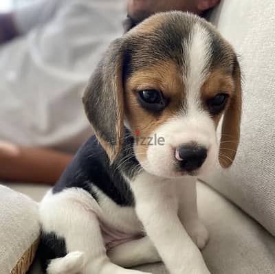 Beagle Puppy Imported delivery