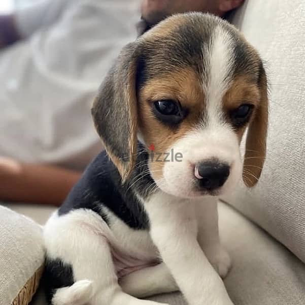 Beagle Puppy Imported delivery 0