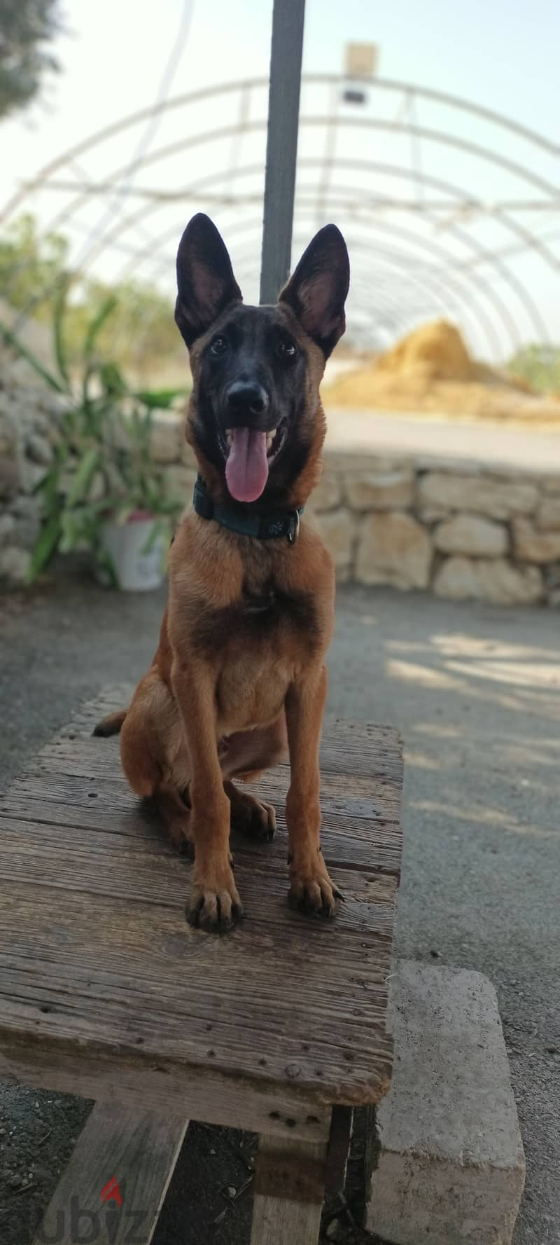 Malinois 1.4 year old 1