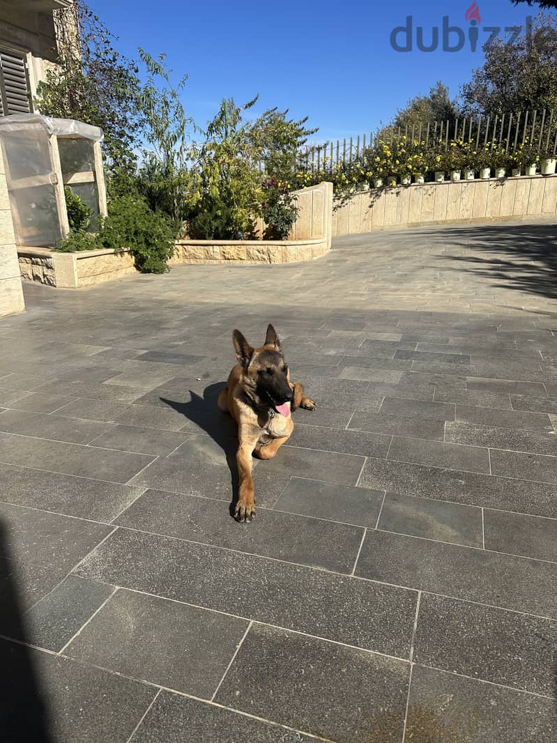 Malinois 1.4 year old 2