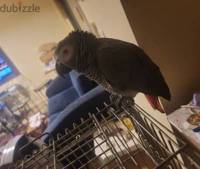 Friendly Tamed Casco African Grey Parrot ببغاء كاسكو اليف