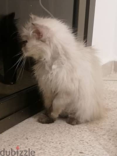 Himalayan cat