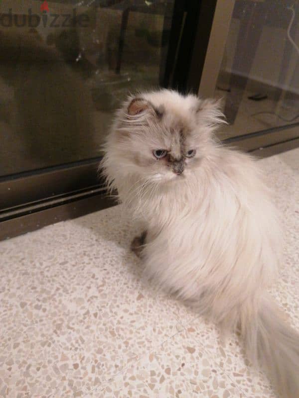 Himalayan cat 1