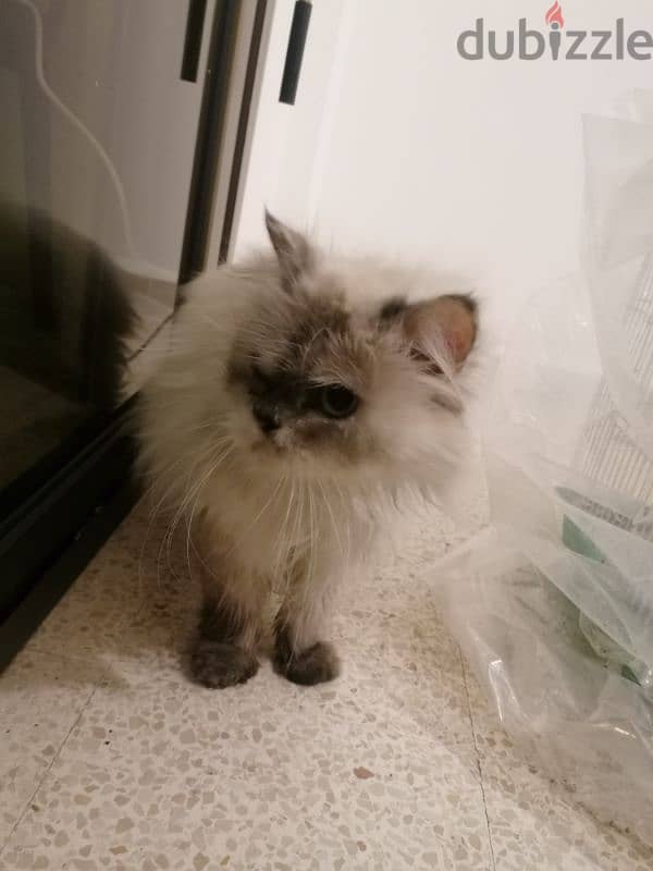 Himalayan cat 3