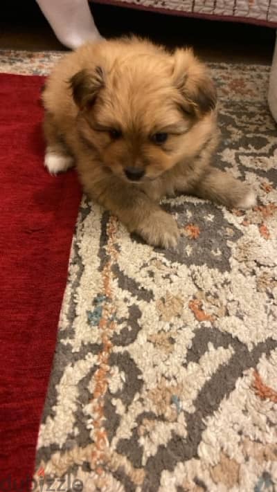 Puppy  female pomeranian