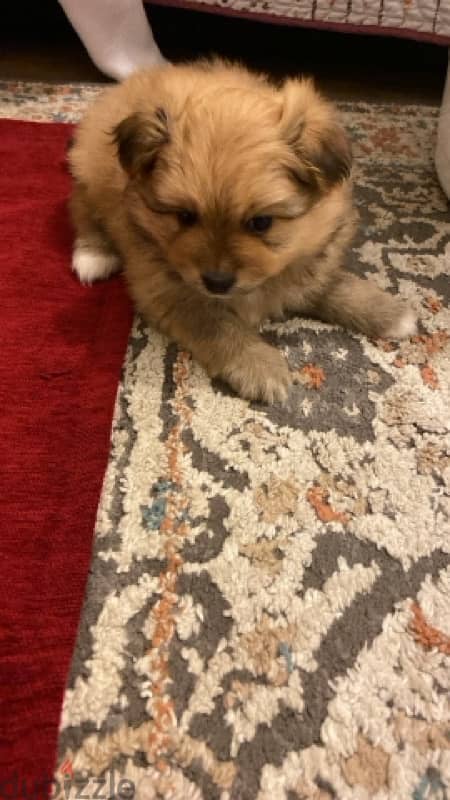 Puppy  female pomeranian 0