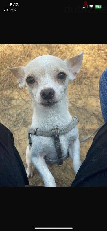 chihuahua 4