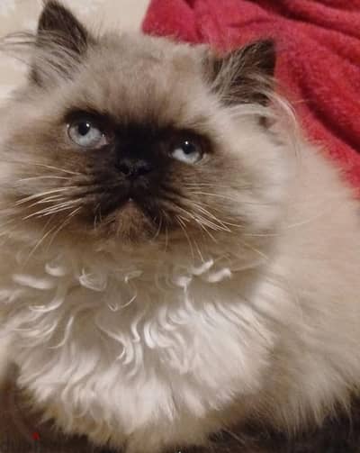 5 month himalayan cat for sale